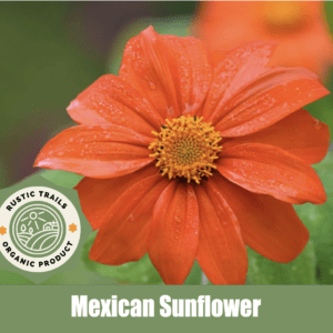 Mexican Sunflower (Tithonia diversifolia)